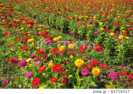 ジニア 花畑 百日草の写真素材