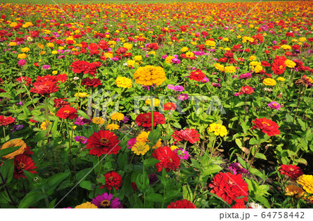 ジニア 花畑 百日草の写真素材