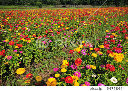 ジニア 花畑 百日草の写真素材