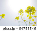 菜の花 64758546