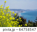 菜の花と相模湾 64758547