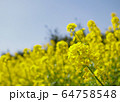 菜の花　たくさん 64758548
