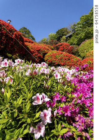 ツツジのお寺 64758558