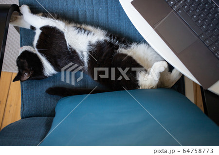 cute little cat sleeping in blue armchair pet cute little cat sleeping in blue armchair pet 64758773