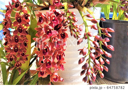 キンリョウヘンの花　キンリョウヘン　ミツバチ誘因 64758782