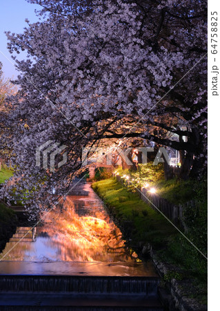 夜の誉桜 夜の誉桜 64758825