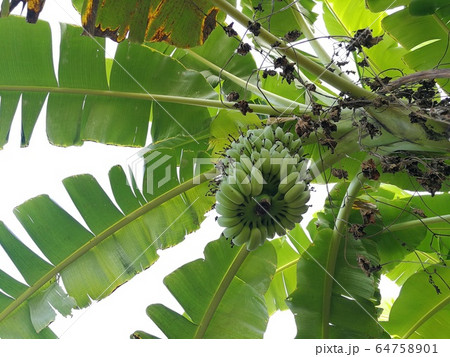 Banana tree with its fruit 64758901
