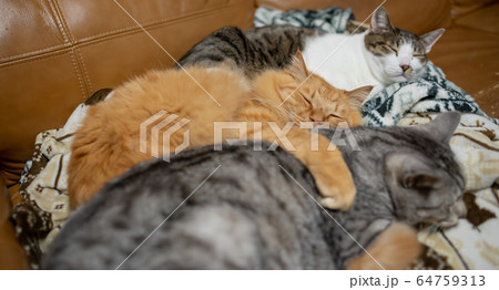 同じ向きで寝る、三匹の猫 64759313