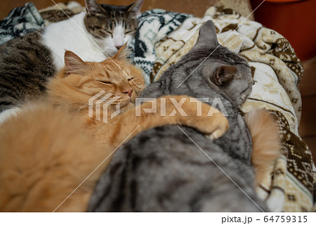 同じ向きで寝る、三匹の猫 64759315