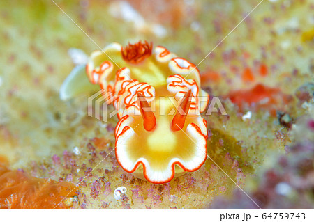 アカネサスウミウシ アカネサスウミウシ 64759743