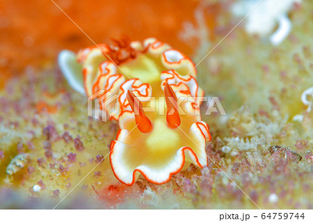 アカネサスウミウシ アカネサスウミウシ 64759744