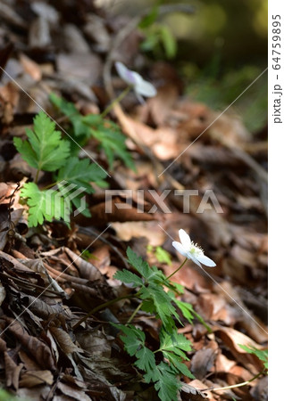 イチリンソウ 64759895