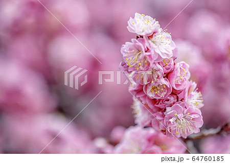 花 春の花 ピンクの花の写真素材