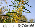 Blossoming of mimosa tree. Acacia pycnantha close up in spring, bright yellow flowers, coojong, golden wreath wattle, orange wattle, blue-leafed wattle 64760466