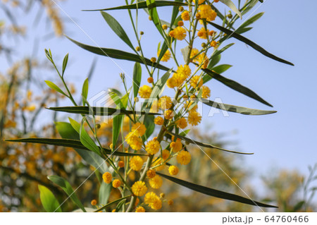 Blossoming of mimosa tree. Acacia pycnantha close up in spring, bright yellow flowers, coojong, golden wreath wattle, orange wattle, blue-leafed wattle Blossoming of mimosa tree. Acacia pycnantha close up in spring, bright yellow flowers, coojong, golden wreath wattle, orange wattle, blue-leafed wattle 64760466