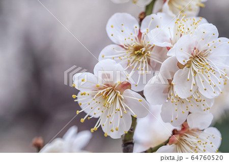 梅 花 春 64760520