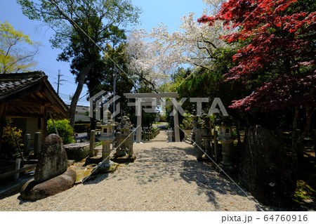 神社の鳥居と桜（奈良県奈良市歌姫町） 64760916