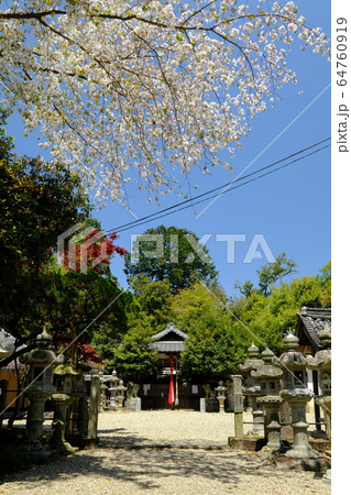 神社の鳥居と桜(奈良県奈良市歌姫町) 神社の鳥居と桜(奈良県奈良市歌姫町) 64760919