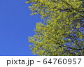 新緑 64760957