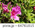 つつじ 64761015
