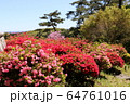 ツツジ 64761016