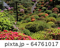 ツツジ 64761017