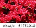 ツツジ 64761018