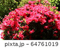 ツツジ 64761019