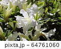 ツツジ 64761060
