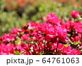 ツツジ 64761063