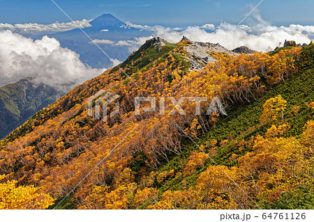 鳳凰三山・観音岳稜線から見るダケカンバの黄葉と富士山 64761126