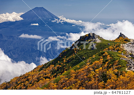 鳳凰三山 観音岳稜線から見るダケカンバの黄葉と富士山の写真素材