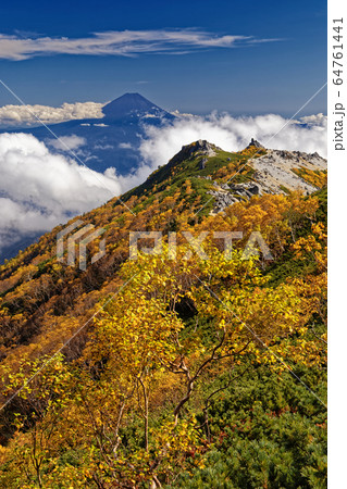 鳳凰三山・観音岳から見るダケカンバの黄葉と富士山 64761441