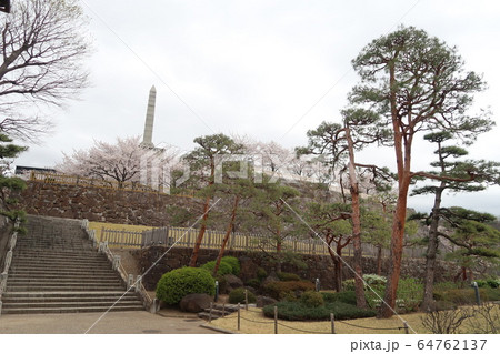 山梨県甲府市 舞鶴城公園の桜の写真素材