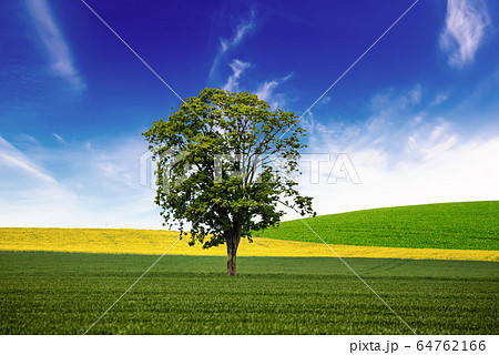 A Single Tree A Single Tree 64762166