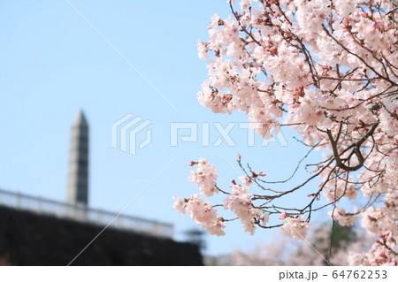 山梨県甲府市 舞鶴城公園の桜の写真素材