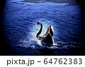 黒鳥　しぶき着水 64762383