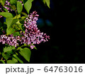 エレガントなライラック 64763016