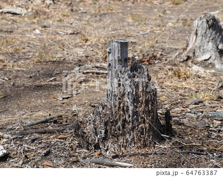 荒地の朽ちた木の切り株 荒地の朽ちた木の切り株 64763387