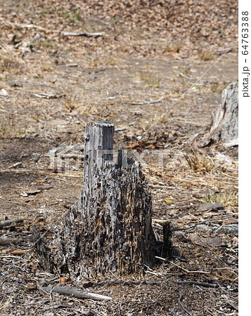 荒地の朽ちた木の切り株 64763388