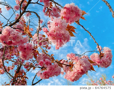 春 花 ギョプボトコト 64764575