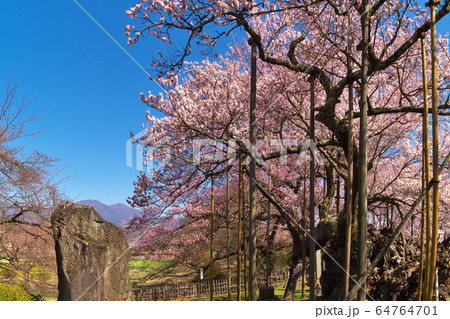 山高神代桜　満開 64764701
