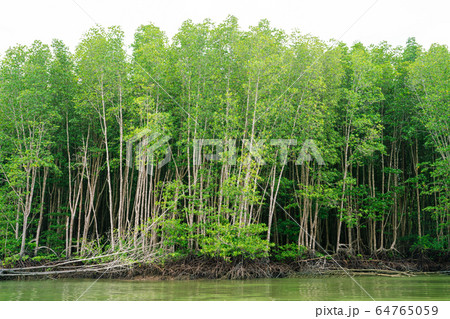 Mangrove tree in tropical rain forest sunny day 64765059