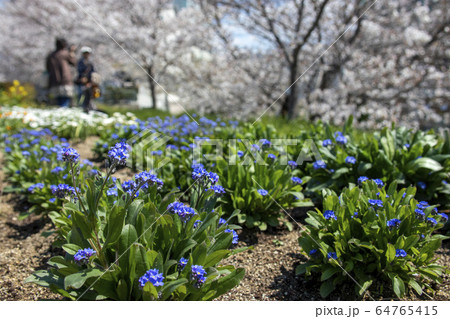 ワスレナグサと桜の咲く春の風景 64765415