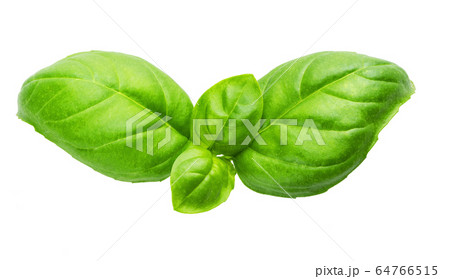 fresh green basil fresh green basil 64766515
