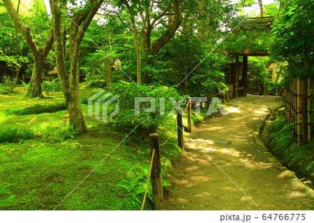 奥嵯峨野の静寂な祇王寺(京都市右京区)の緑の世界 奥嵯峨野の静寂な祇王寺(京都市右京区)の緑の世界 64766775