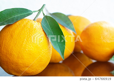 fresh ripe oranges with leaves 64766919