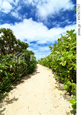 沖縄 砂浜へ続く道 沖縄 砂浜へ続く道 64767707