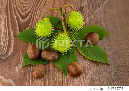 set of green spiked chestnut and brown lies large set of green spiked chestnut and brown lies large 64767774