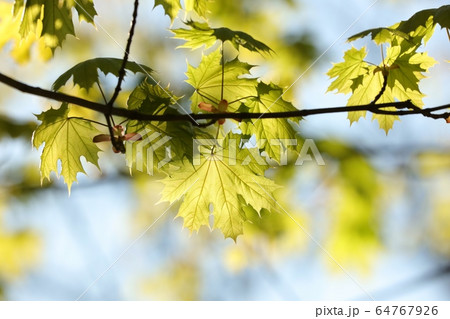 Spring maple leaves in the forest 64767926